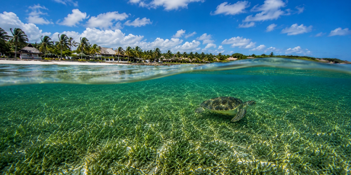 Calm shallow water of Akumal Bay with the offshore reef line that keeps the seagrass meadow sheltered