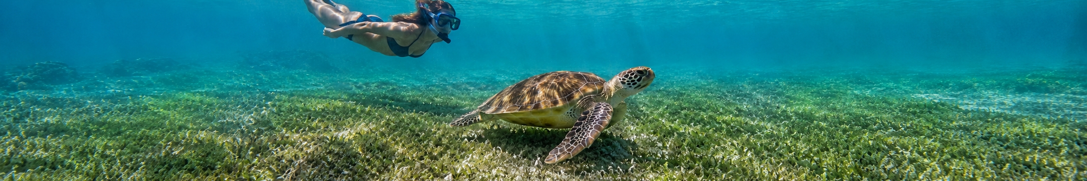 Snorkelers over the seagrass in calm Akumal Bay where green sea turtles feed, on the Riviera Maya