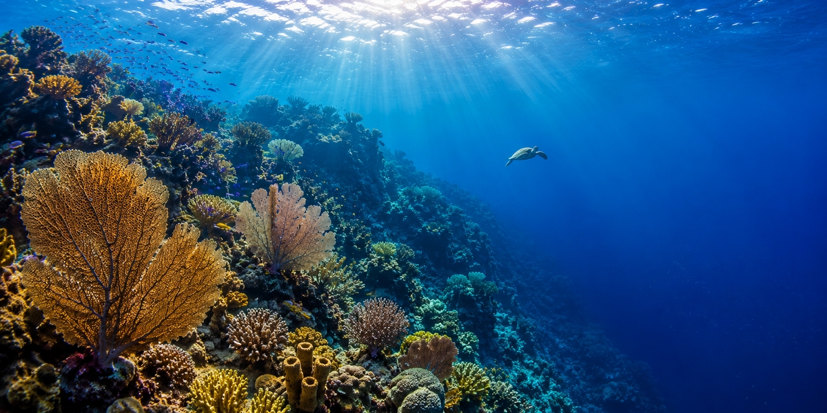 Diver drifting along a coral wall in clear blue water off Cozumel