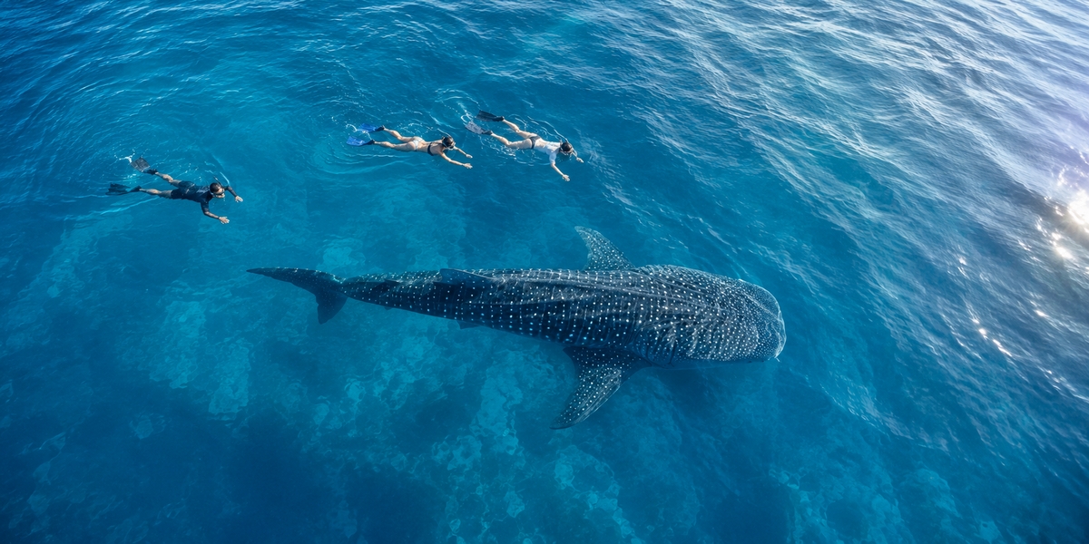Whale shark swimming near the surface as snorkelers keep a regulated distance off the Yucatan coast