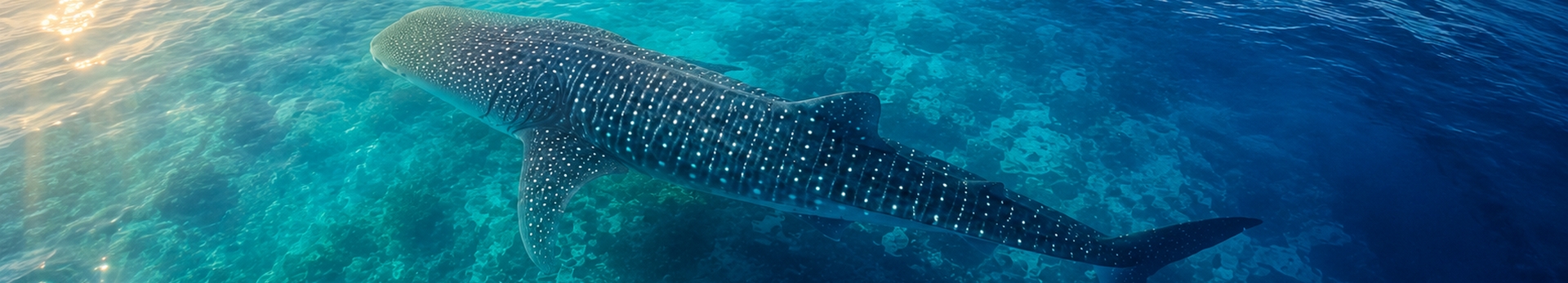 Open Caribbean water off the Yucatan coast where whale shark tours run from Cancun, Isla Mujeres and Holbox